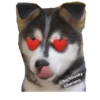 @buckhusky
siberiano