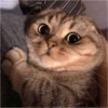 Kucing kucing 6