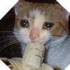 Michis sad y enojados 24