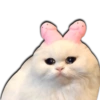 Gatos Llorando 6