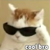 Anime And Cats 5