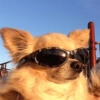 Animalitos con gafas 19