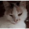 Pack de gatita graciosa 28
