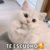 TE ESCUCHO