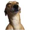Dogs and Cats 10