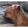 Dog reaction anjing 😈 7