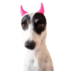 CatiPanda1 5