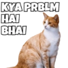 Cats Meme 7