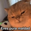 Gatitos Shitposting 2 10