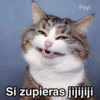 Gatitos Shitposting 2 21