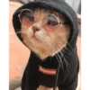 Anime And Cats 15