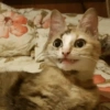 Meong  12
