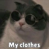 Anime And Cats 14