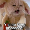 Gatitos Shitposting 2 9