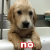 Perritos xd 5