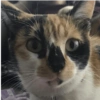 Gata 2 11