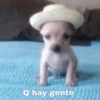 Meemes de animalitos 🥵✨ 6