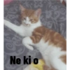 Or Ne ki o