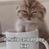 é muita cara de pau, bixo