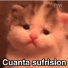 Gatitos Shitposting 2 11