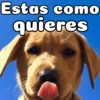 Peyitos Bonitos❤️🐕 19