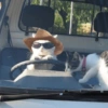 @cats and cowboy_hats