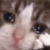 Gatitos tristes 29
