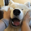 🐶 Samoyedo Reacciones 🐾 27