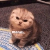marah.