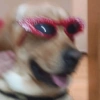 Animalitos con gafas 20