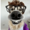 Animalitos con gafas 21