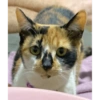 Gata 2 9