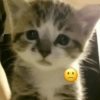 Gatinhos fofos 6