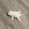 Gatos sem vergonha 🐈 11
