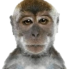 Monyet monkey 10