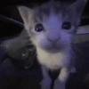 Gatitos. | @ocenferios  Haki. 9