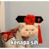 Kucing imlek 5