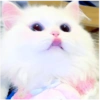 ➳ gato ⊱😽⊱╮
bit.ly/angels-69 6