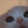 Gatos cura depresión😻 10