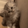 Gatitos. | @ocenferios  Haki. 6