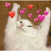 Gatinhos apaixonados fofos 8
