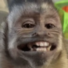 MACAQUINHOS EXPRESSIVOS 🐵 6