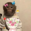 Monyet monkey 16