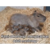 Capybara  15