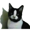 Kucing 10