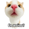 Frases de gatito #2🐱💬 19