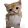 Gatos sem vergonha 🐈 6