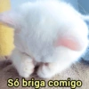 ➳ gato ⊱😽⊱╮
bit.ly/angels-69 24
