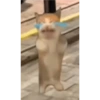 Random quby y cats 17