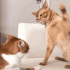 😺 GATOS MOODS 😺 6